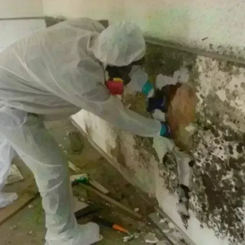 Mold Remediation and Removal in Anna, TX